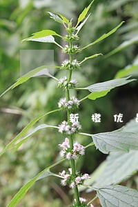 新橙优品借款逾期了 新橙优品借款逾期了