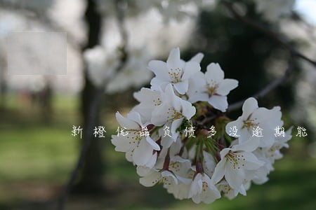 新橙优品负债多没逾期能通过吗 新橙优品负债多没逾期能通过吗