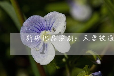 新橙优品逾期5天要被通知