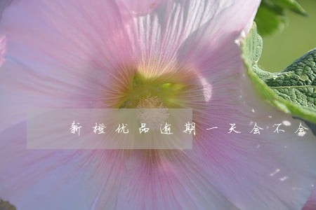 新橙优品逾期一天会不会上征信 新橙优品逾期一天会不会上征信