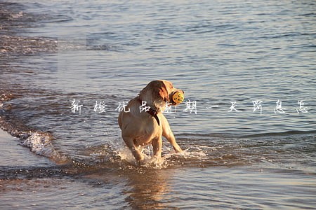 新橙优品逾期一天罚息怎么算 新橙优品逾期一天罚息怎么算