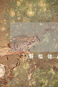 新橙优品逾期上门催收 新橙优品逾期上门催收