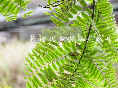 新橙优品逾期发短信说实地考察 新橙优品逾期发短信说实地考察