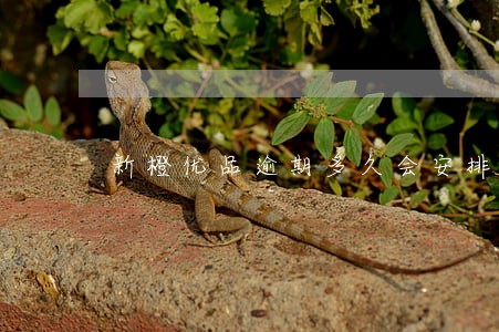新橙优品逾期多久会安排人员上门 新橙优品逾期多久会安排人员上门