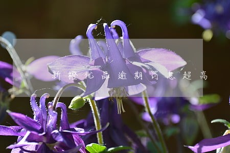 新橙优品逾期罚息超高 新橙优品逾期罚息超高