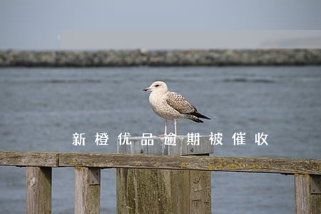 新橙优品逾期被催收