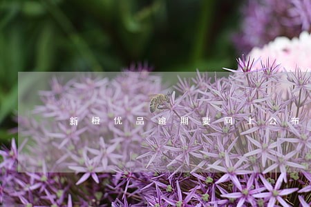 新橙优品逾期要网上公布是真的吗 新橙优品逾期要网上公布是真的吗