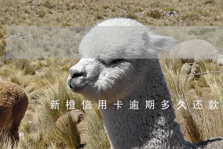 新橙信用卡逾期多久还款合适 新橙信用卡逾期多久还款合适