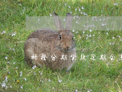 新橙分期贷款逾期会怎么样 新橙分期贷款逾期会怎么样