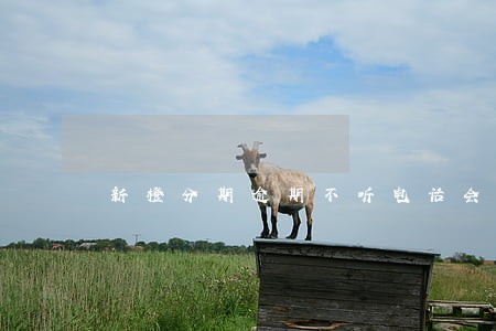 新橙分期逾期不听电话会上门吗