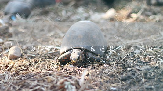 新橙分期逾期后还款页面关闭 新橙分期逾期后还款页面关闭
