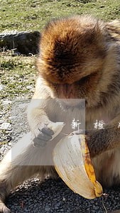 新橙网贷逾期就打通讯录电话 新橙网贷逾期就打通讯录电话
