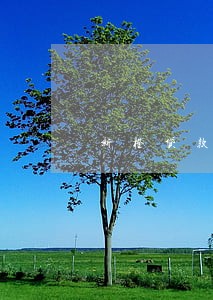 新橙贷款逾期会上征信吗 新橙贷款逾期会上征信吗