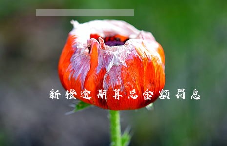 新橙逾期算总金额罚息 新橙逾期算总金额罚息
