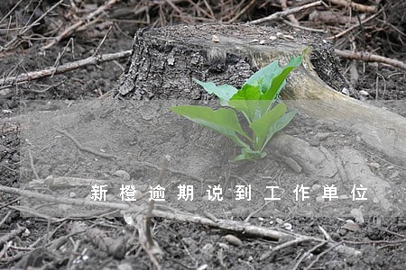 新橙逾期说到工作单位 新橙逾期说到工作单位