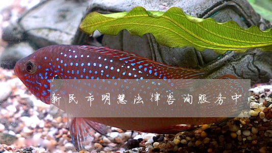 新民市明慧法律咨询服务中心 新民市明慧法律咨询服务中心
