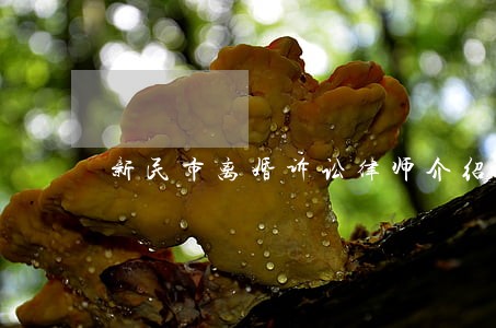 新民市离婚诉讼律师介绍 新民市离婚诉讼律师介绍