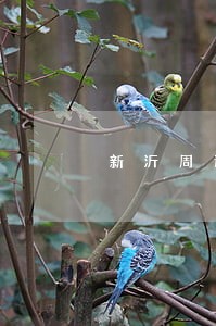 新沂周边债务律师怎么委托