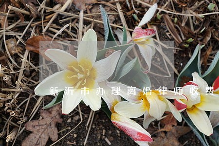 新沂市办理离婚律师收费 新沂市办理离婚律师收费