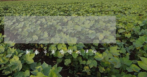 新泰市离婚婚姻律师 新泰市离婚婚姻律师