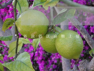 新浪借款逾期上征信吗 新浪借款逾期上征信吗