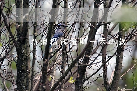 新浪借钱逾期一天还款 新浪借钱逾期一天还款