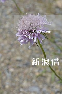 新浪借钱逾期了还清后还能借吗 新浪借钱逾期了还清后还能借吗