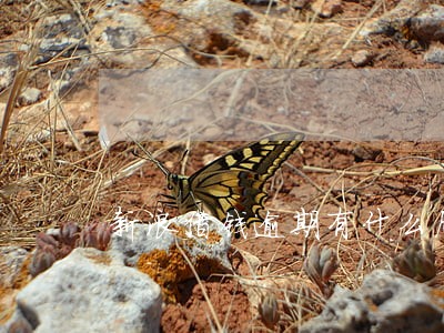 新浪借钱逾期有什么后果