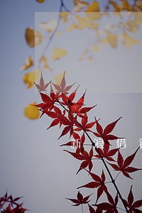 新浪借钱逾期能借吗 新浪借钱逾期能借吗