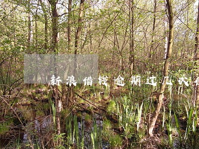 新浪借钱逾期过几次但都还上了 新浪借钱逾期过几次但都还上了