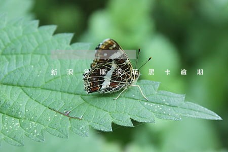 新浪分期浪花黑卡逾期 新浪分期浪花黑卡逾期