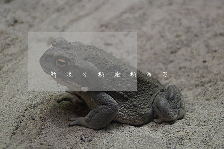 新浪分期逾期两万 新浪分期逾期两万