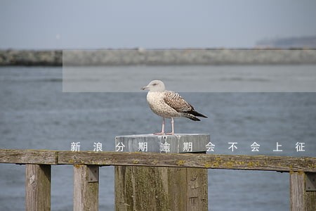 新浪分期逾期会不会上征信 新浪分期逾期会不会上征信