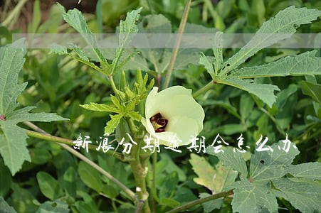 新浪分期逾期会怎么办 新浪分期逾期会怎么办