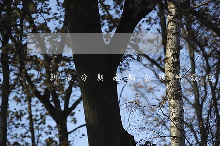 新浪分期逾期会被仲裁吗