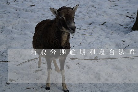 新浪分期逾期利息合法吗 新浪分期逾期利息合法吗