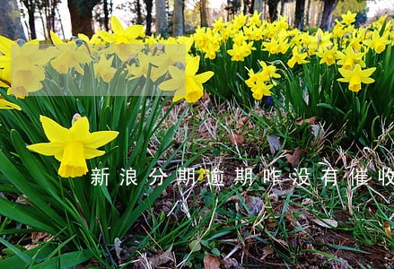 新浪分期逾期咋没有催收 新浪分期逾期咋没有催收
