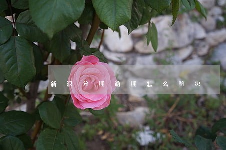 新浪分期逾期怎么解决 新浪分期逾期怎么解决