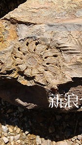 新浪分期逾期报案 新浪分期逾期报案