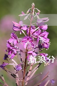 新浪分期逾期能不能协商多分期 新浪分期逾期能不能协商多分期