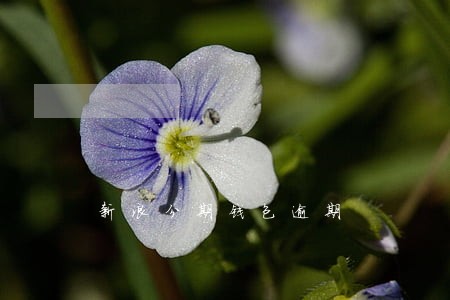 新浪分期钱包逾期 新浪分期钱包逾期