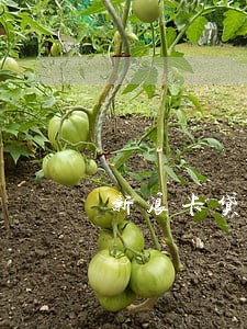 新浪卡贷十号还款日几号算逾期 新浪卡贷十号还款日几号算逾期