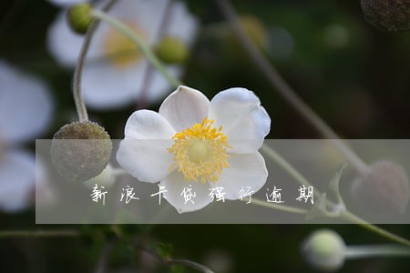 新浪卡贷强行逾期 新浪卡贷强行逾期