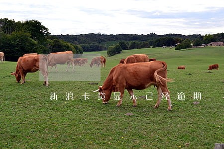 新浪卡贷显示已经逾期 新浪卡贷显示已经逾期