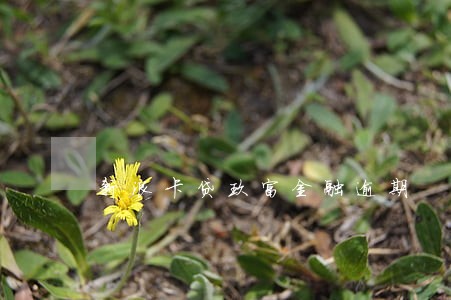 新浪卡贷玖富金融逾期 新浪卡贷玖富金融逾期