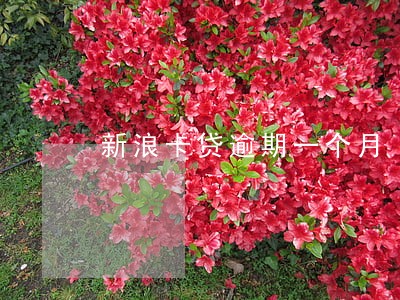 新浪卡贷逾期一个月 新浪卡贷逾期一个月