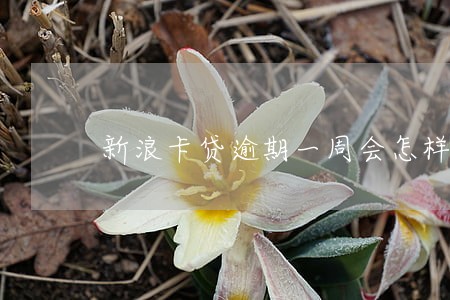 新浪卡贷逾期一周会怎样 新浪卡贷逾期一周会怎样