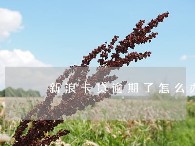 新浪卡贷逾期了怎么办 新浪卡贷逾期了怎么办