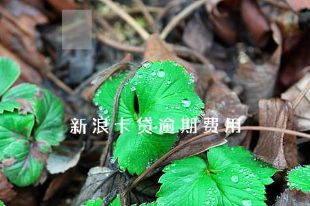 新浪卡贷逾期费用 新浪卡贷逾期费用