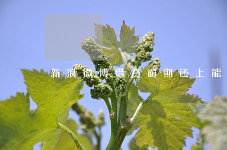 新浪微博借贷逾期还上能再借吗 新浪微博借贷逾期还上能再借吗